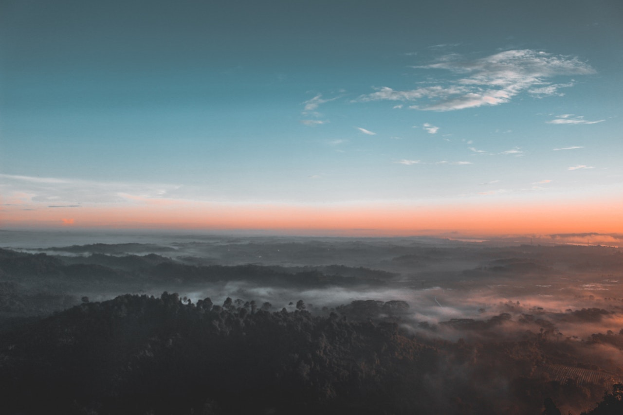Bosque visto desde el aire
