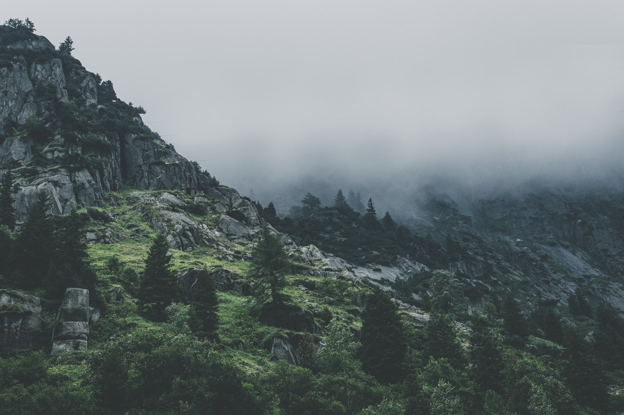 Bosque de niebla
