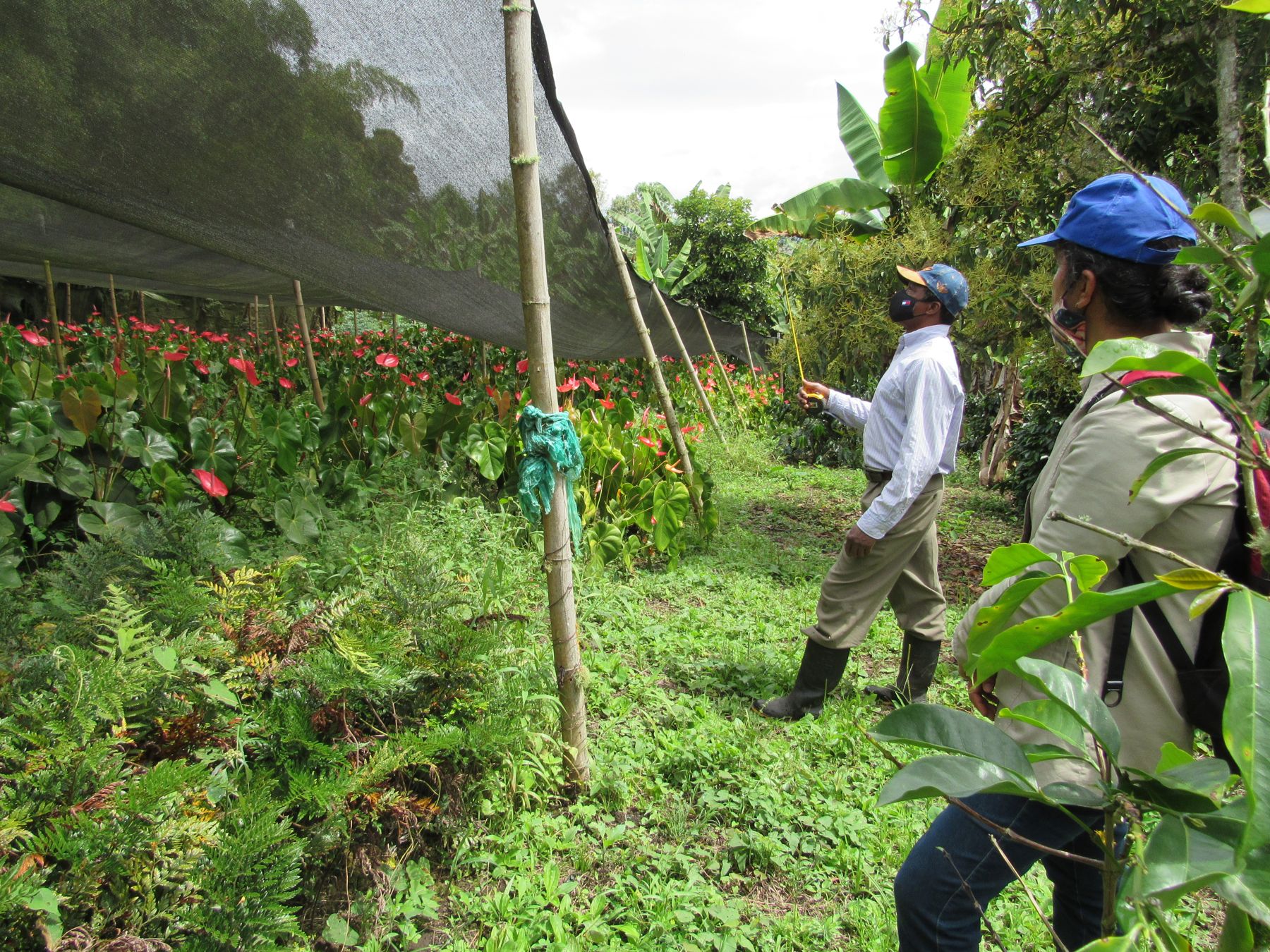 Visita técnica a un cultivo de anturios