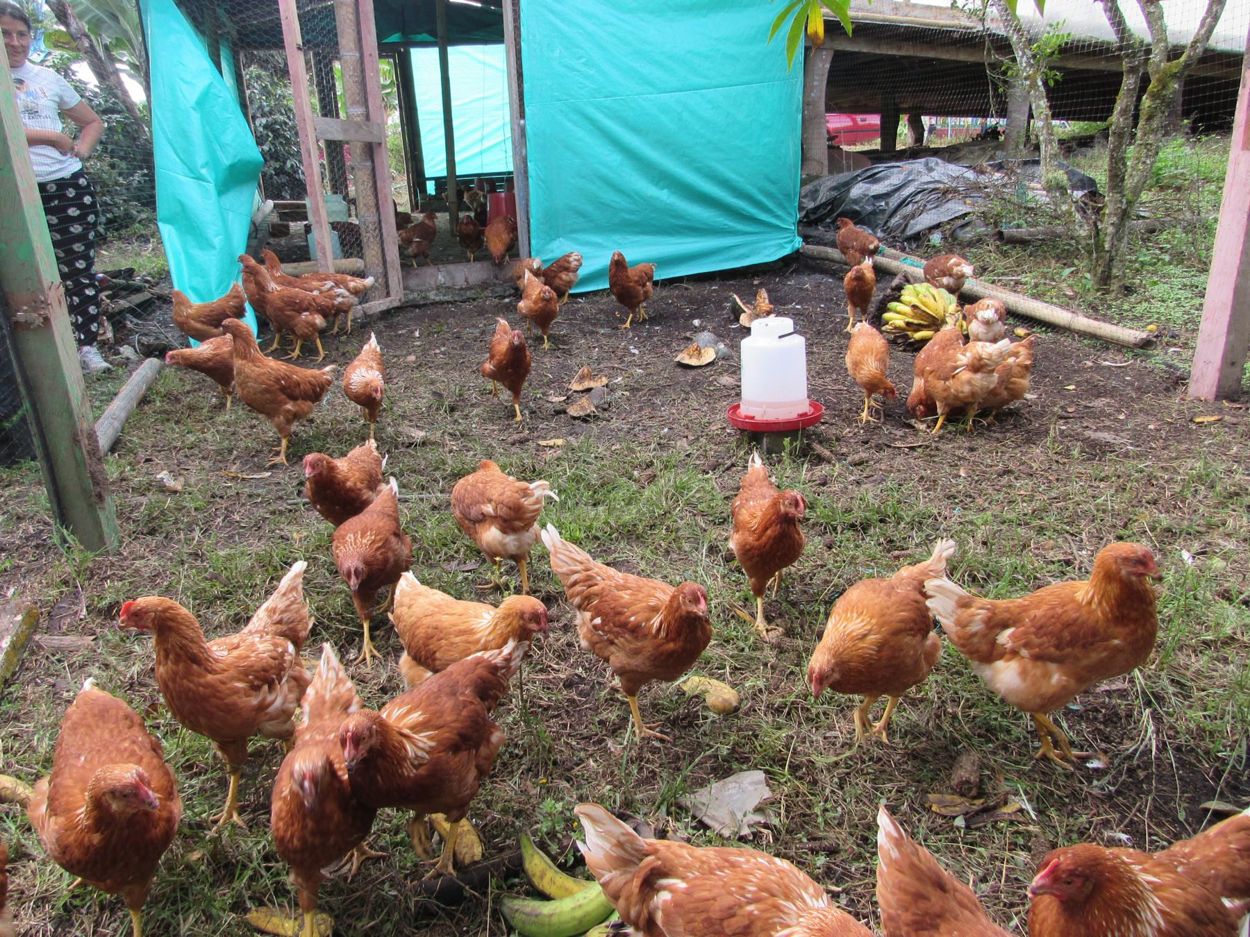Gallinas criollas para el autoconsumo y la venta
