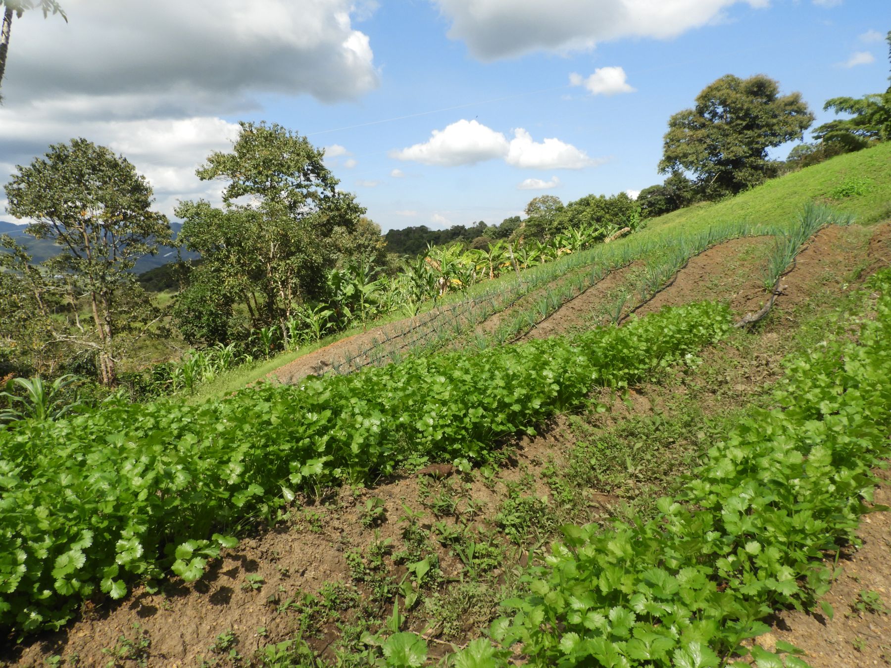 Huerta en ladera con riego por goteo