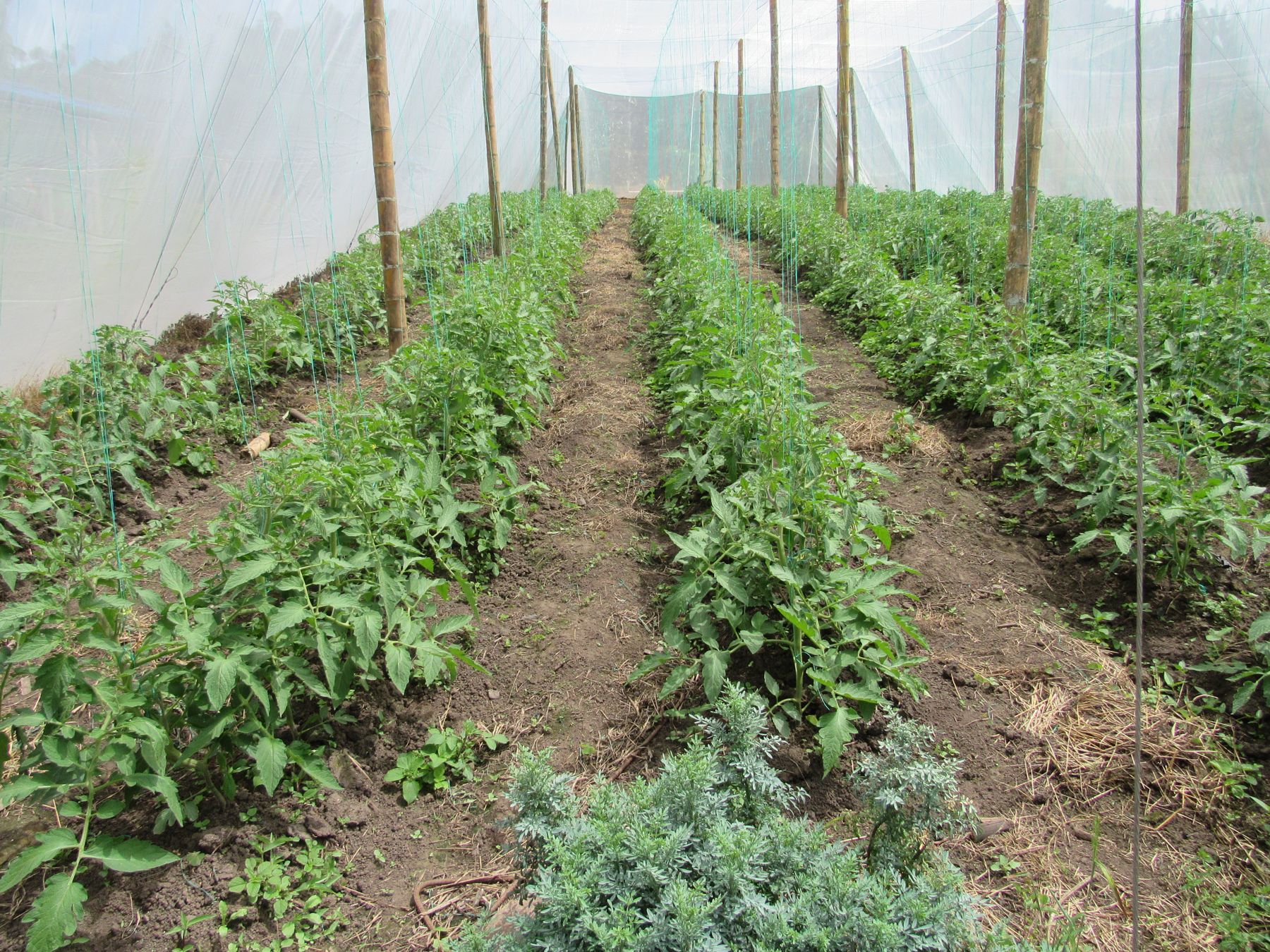Tomate bajo cubierta, con plantas aromáticas que lo protegen