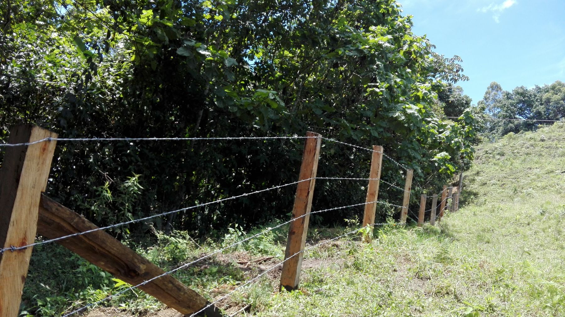 Aislamiento que protege un bosque abastecedor de agua
