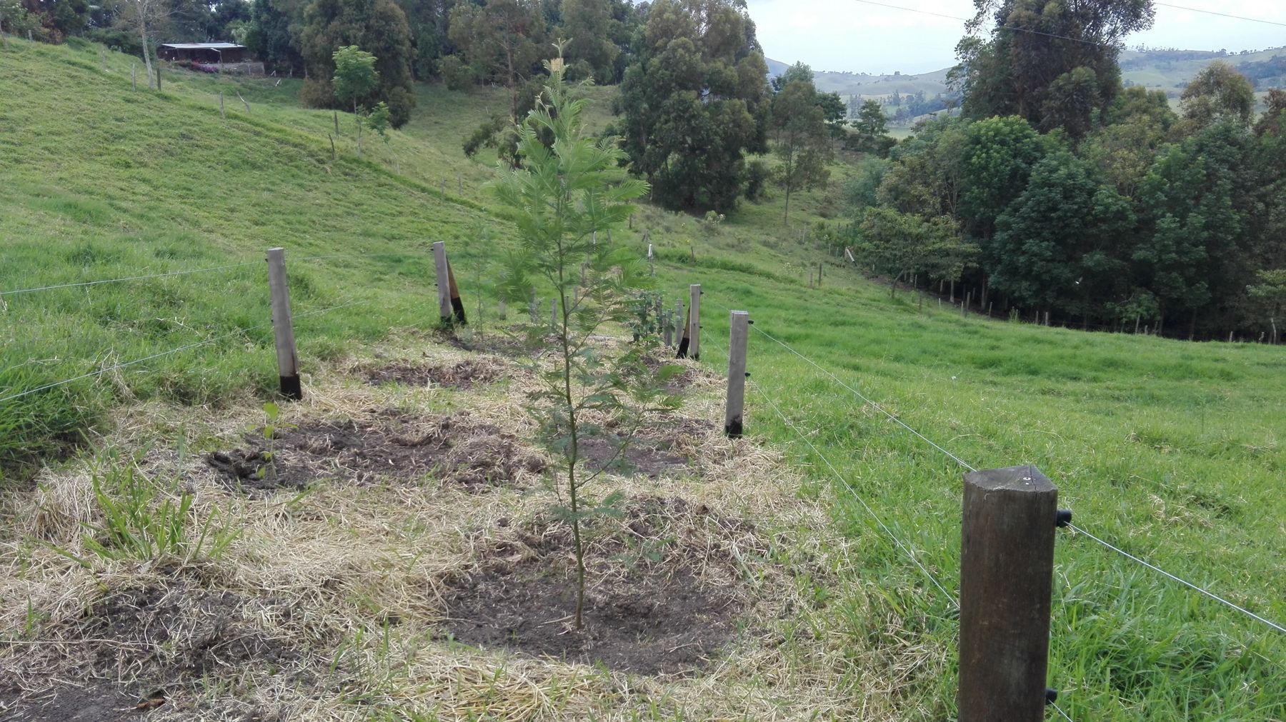 Árboles nativos creciendo dentro del aislamiento