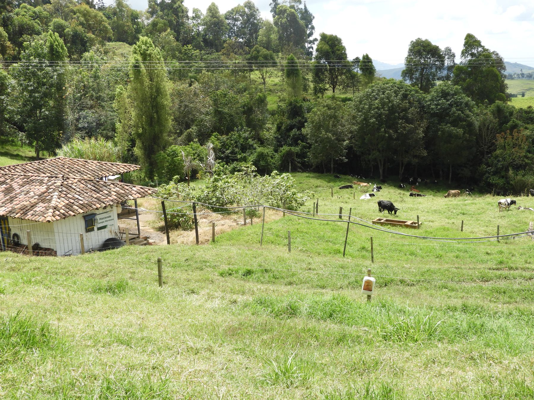 Ganadería y bosque conviviendo en la misma finca