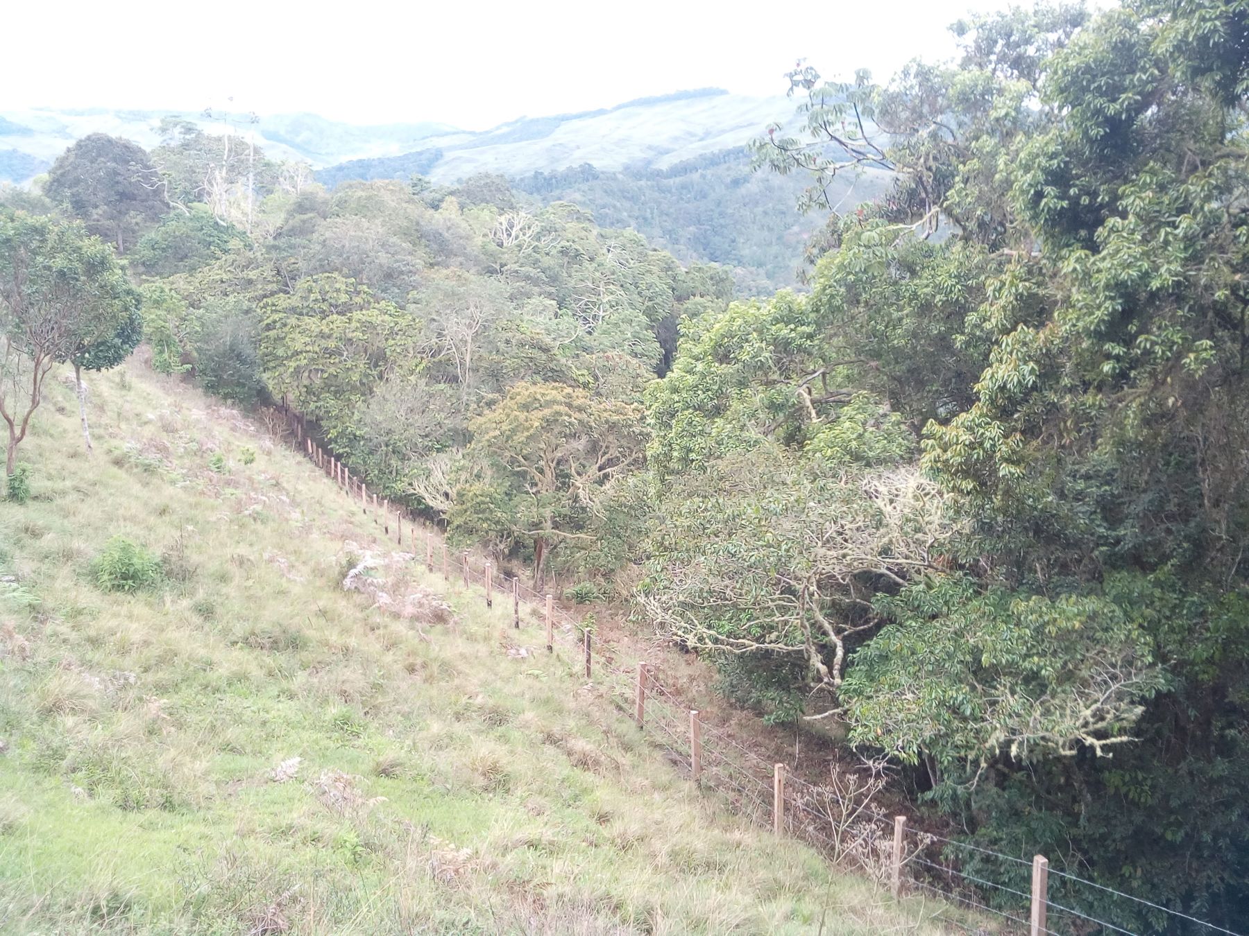 Franja protectora entre el potrero y el bosque