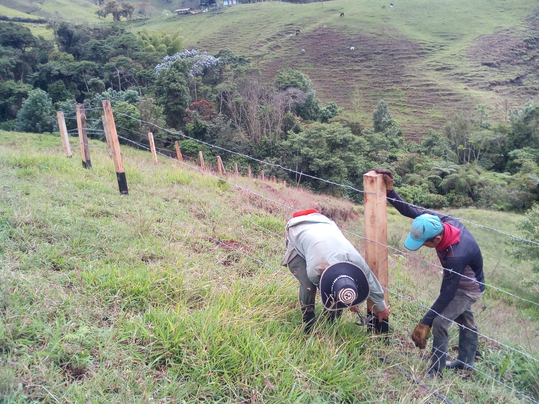 Instalación de postes del aislamiento, con mano de obra local