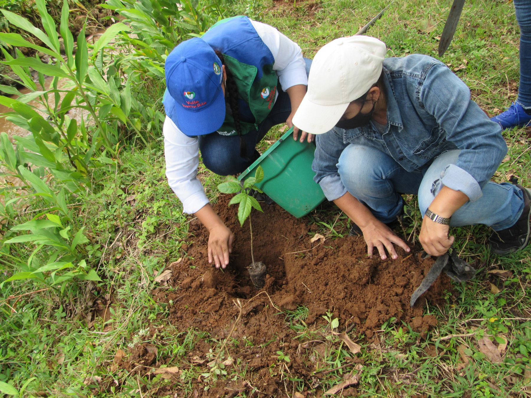 Siembra de especies nativas a la orilla de una quebrada