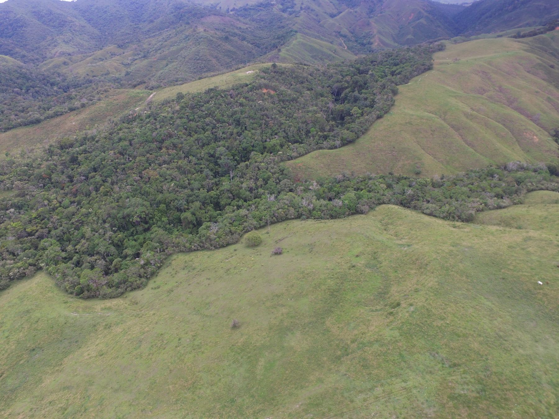 Bosque conservado en la parte alta de la cuenca, visto desde el aire
