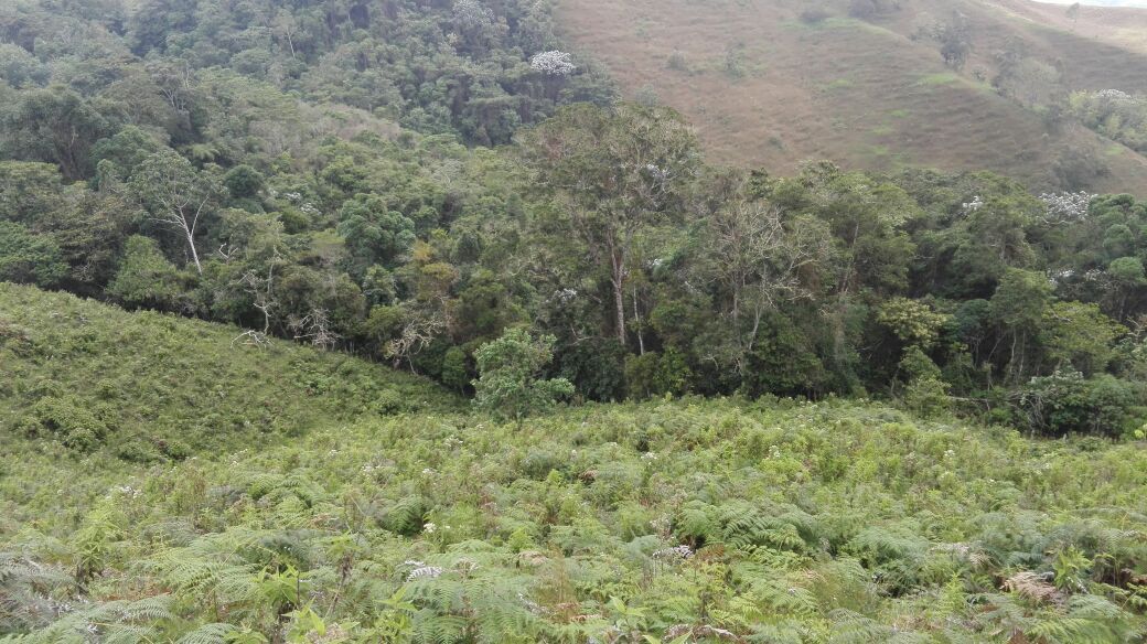 Bosque en recuperación dentro de una reserva