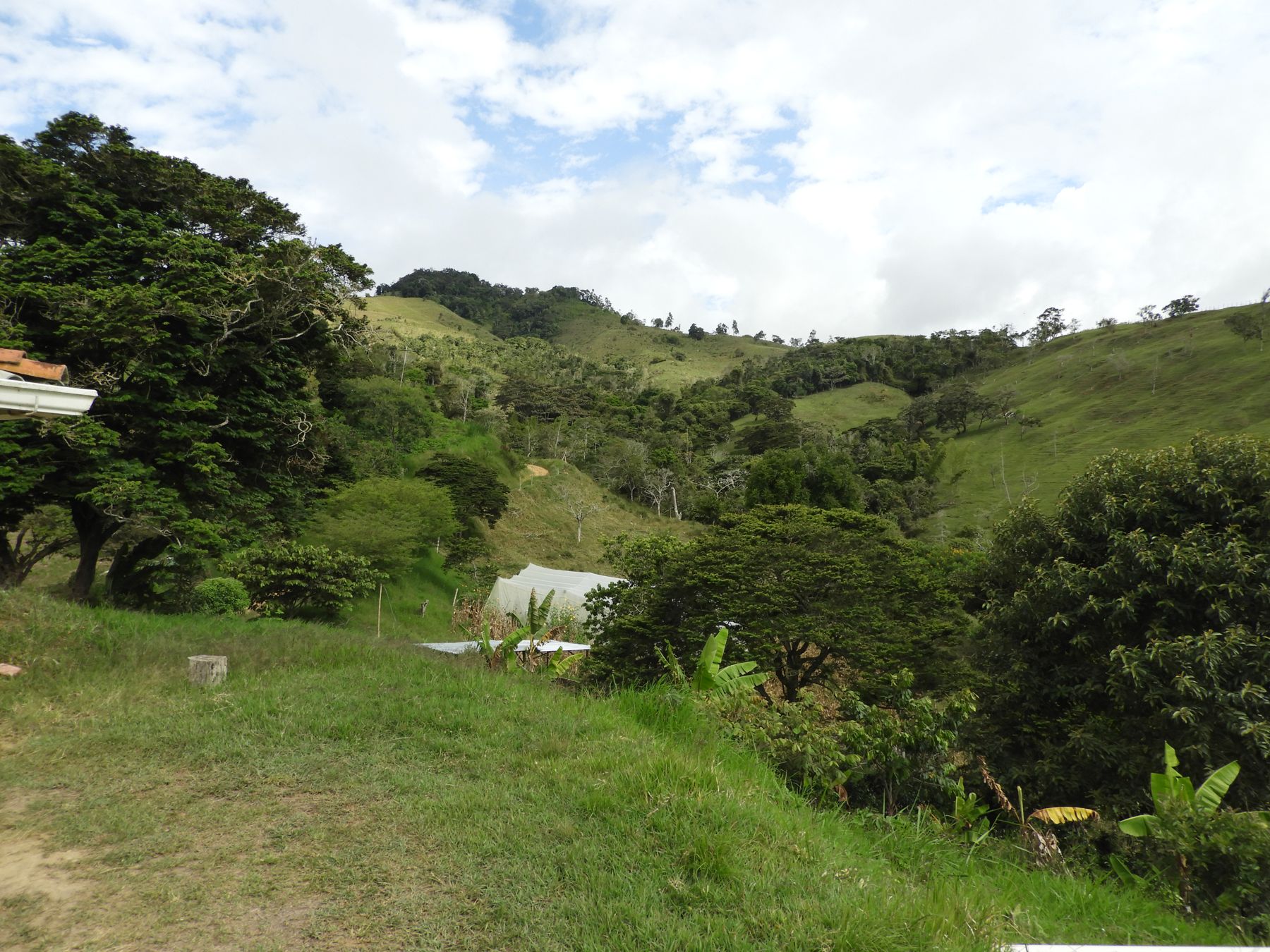 Bosque que protege la quebrada, junto a la casa de la finca